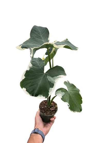 Alocasia Mickey Mouse