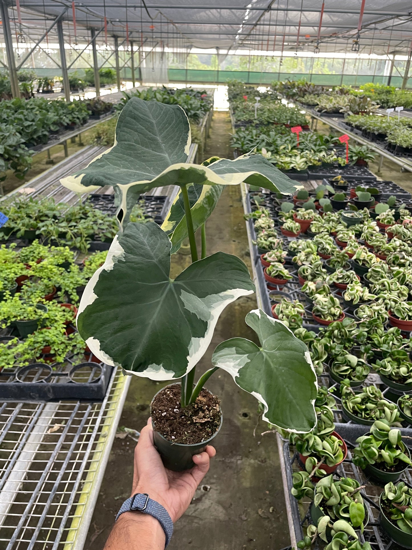 Alocasia Xanthosoma Variegata