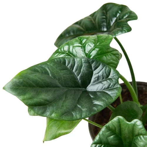 Alocasia Sinuata