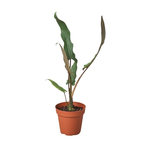 Alocasia Purple Sword