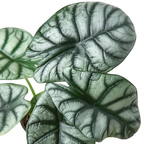 Alocasia Silver Dragon in a 6 inch nursery pot. Silvery leaves with dark veins.  Compact Plant. 