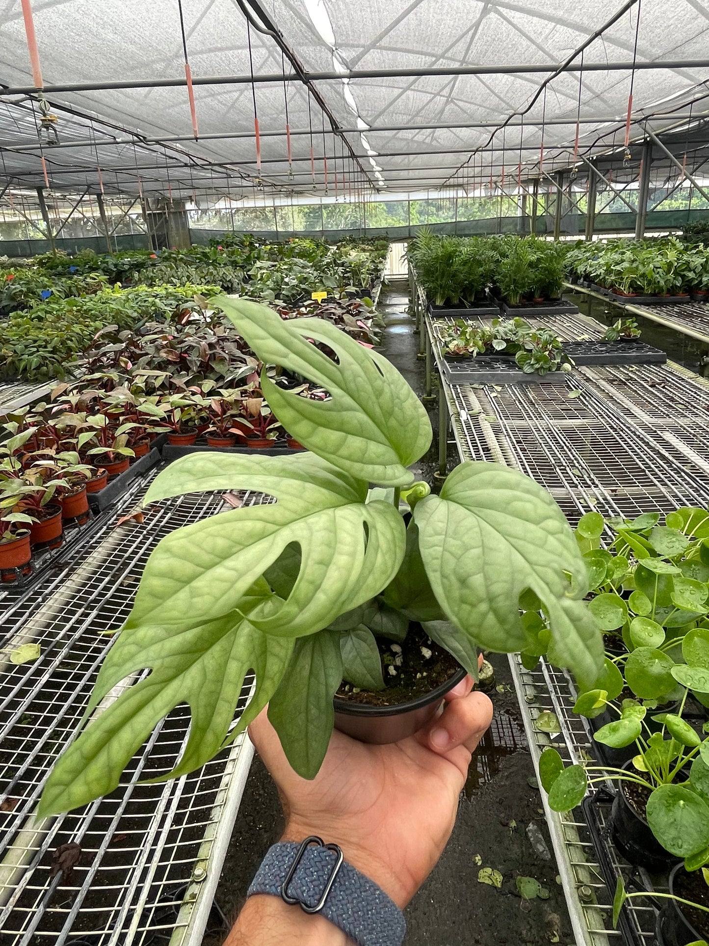 Amydrium Silver with beautiful bright green fenestrated leaves in a 4 inch nursery pot. 