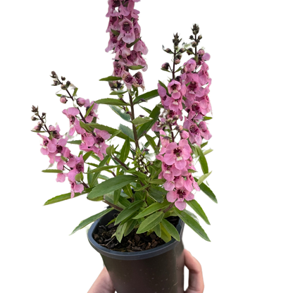 Summer Snapdragon with bright pink blooms/flowers in a 4 inch nursery pot. 