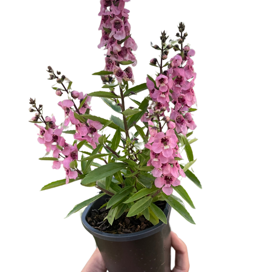 Summer Snapdragon with bright pink blooms/flowers in a 4 inch nursery pot. 