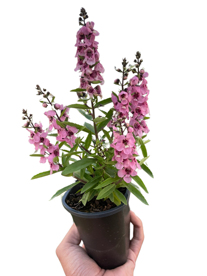 Summer Snapdragon