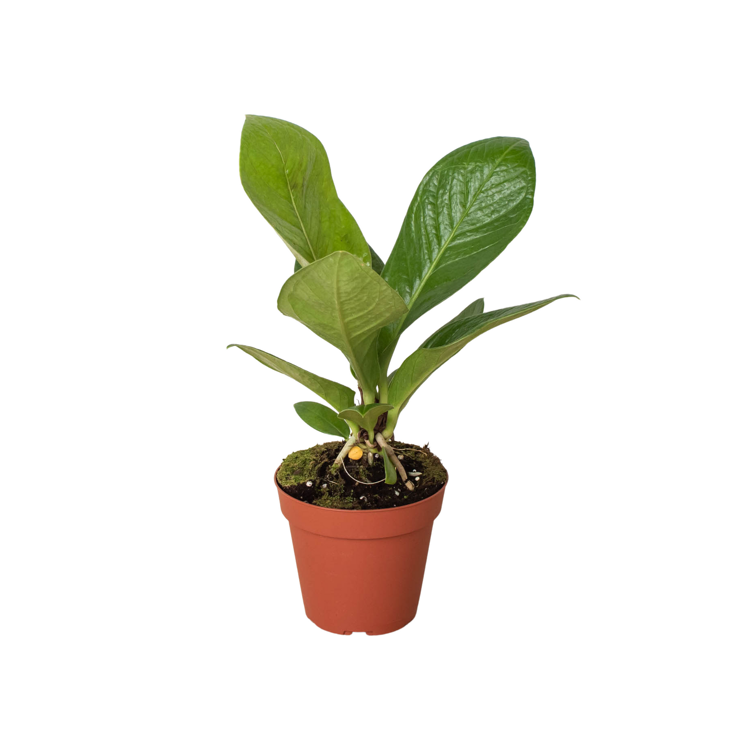 Anthurium Cobra low maintenance houseplant.  