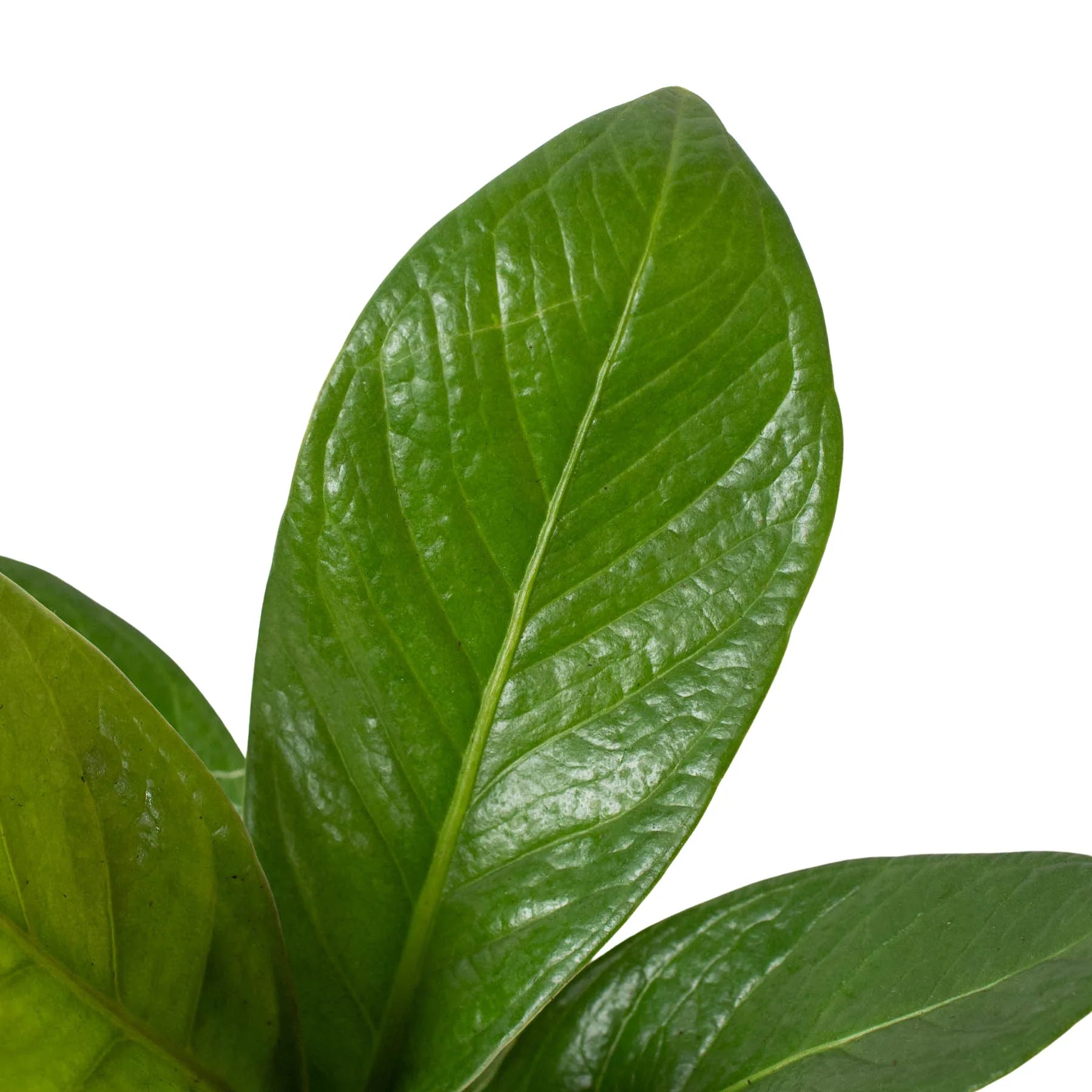 Anthurium Cobra Stunning Low-maintenance houseplant leaves. 