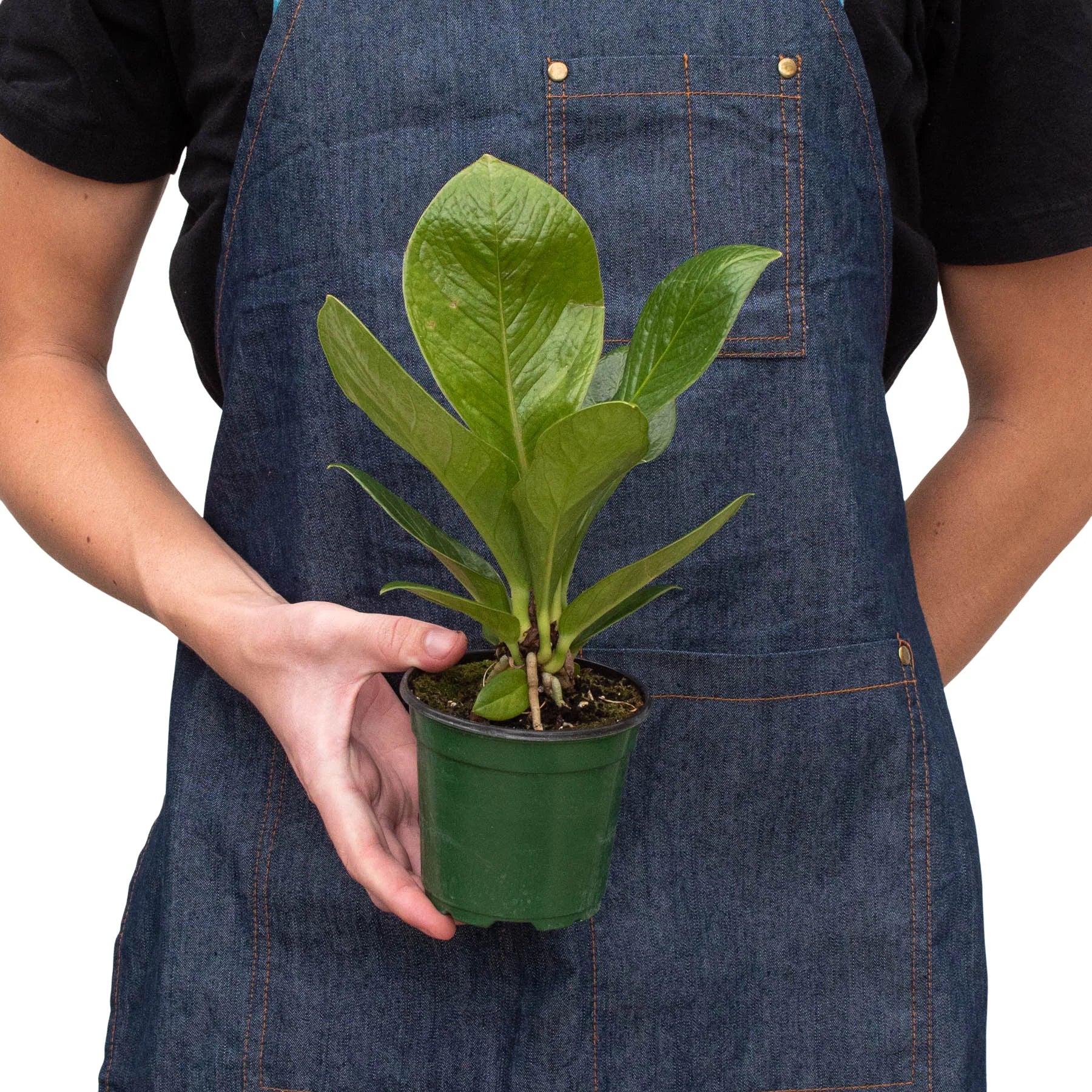 Low maintenance and low light tolerant houseplant anthurium cobra