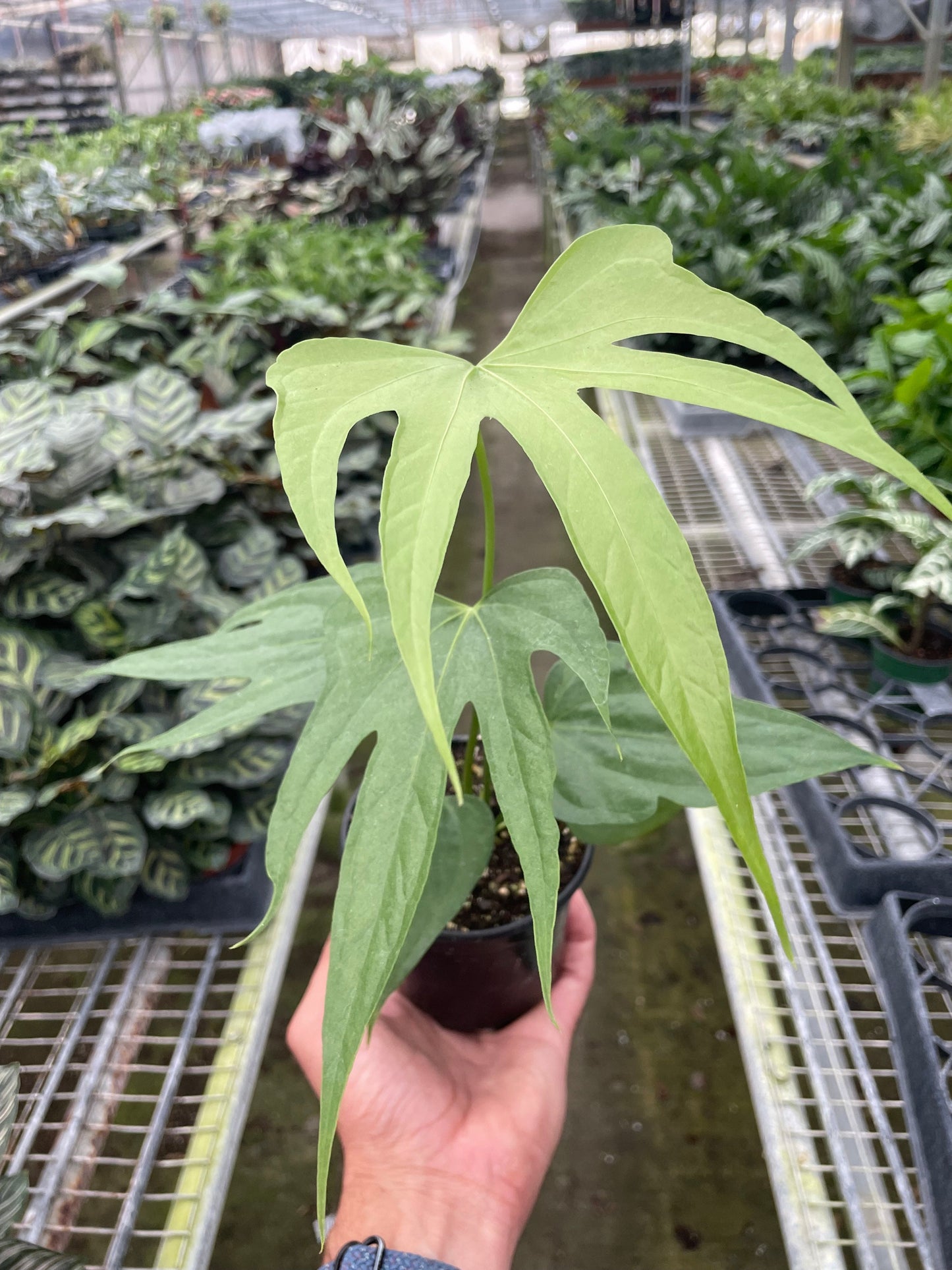 Anthurium pedatoradiatum in a 4 inch pot