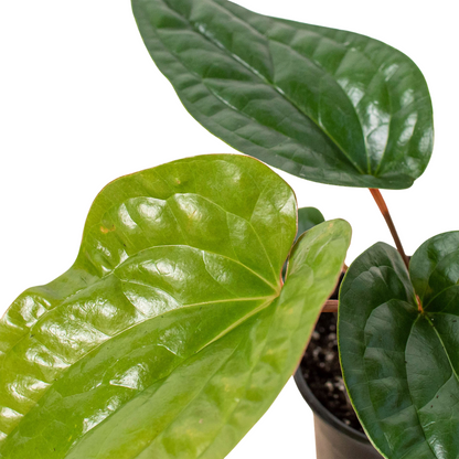 Anthurium Radicans x Lucurians Hybrid leaves