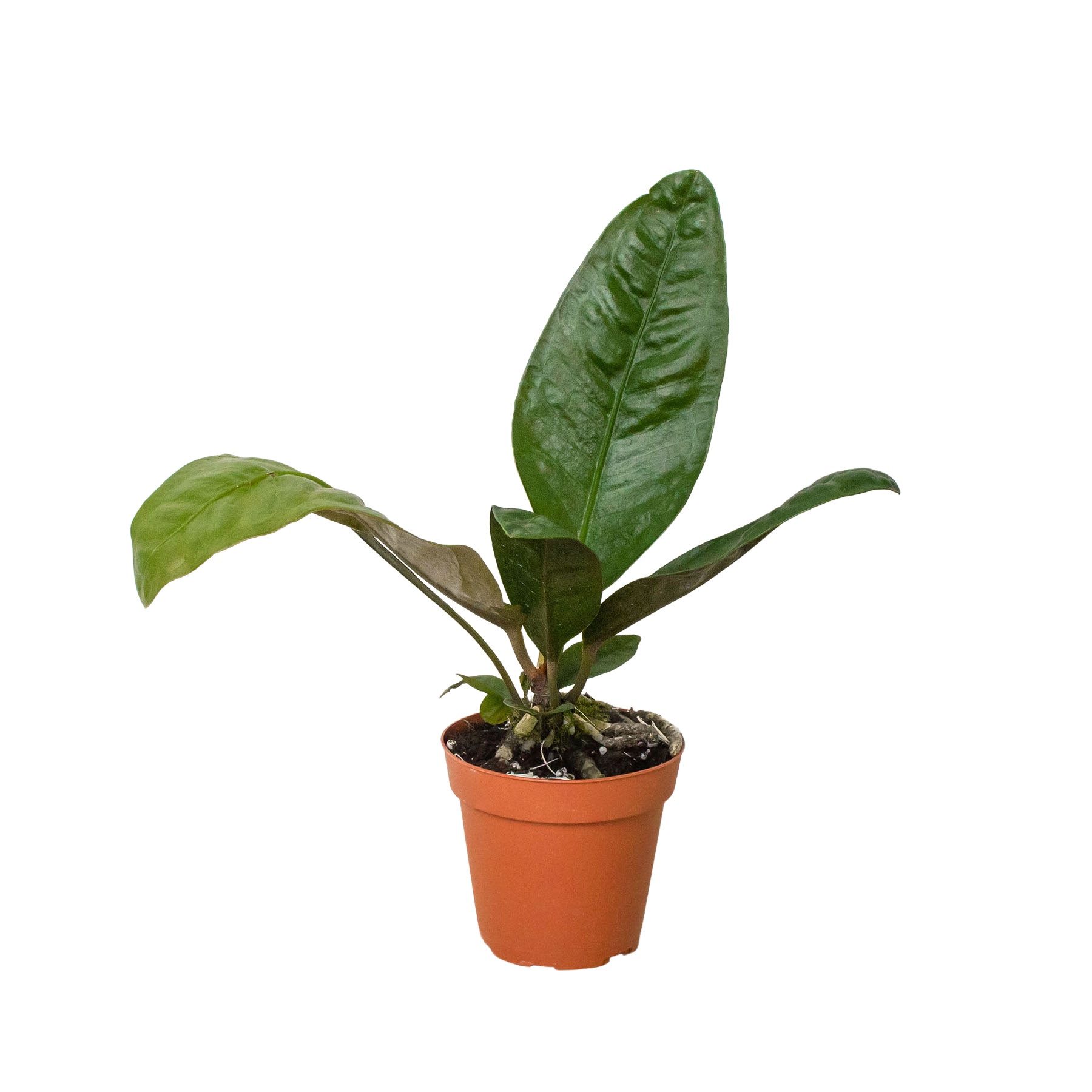 Anthurium Superbum in 4 inch nursery pot