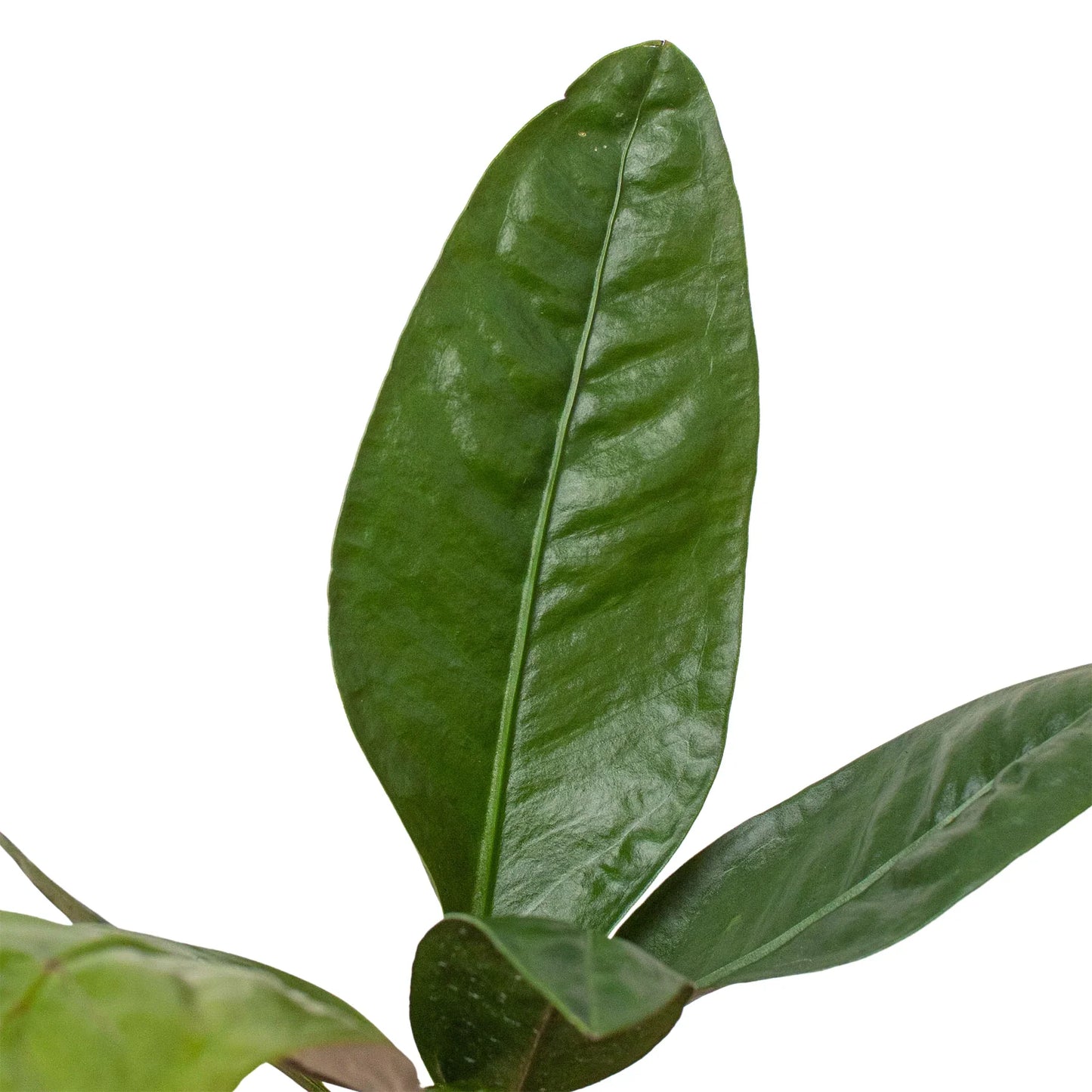 Anthurium Superbum leaves