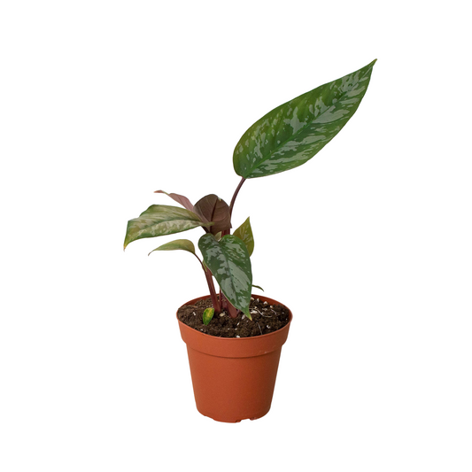 Alocasia lauterbachiana AKA Purple Sword Plant in a 5 inch pot