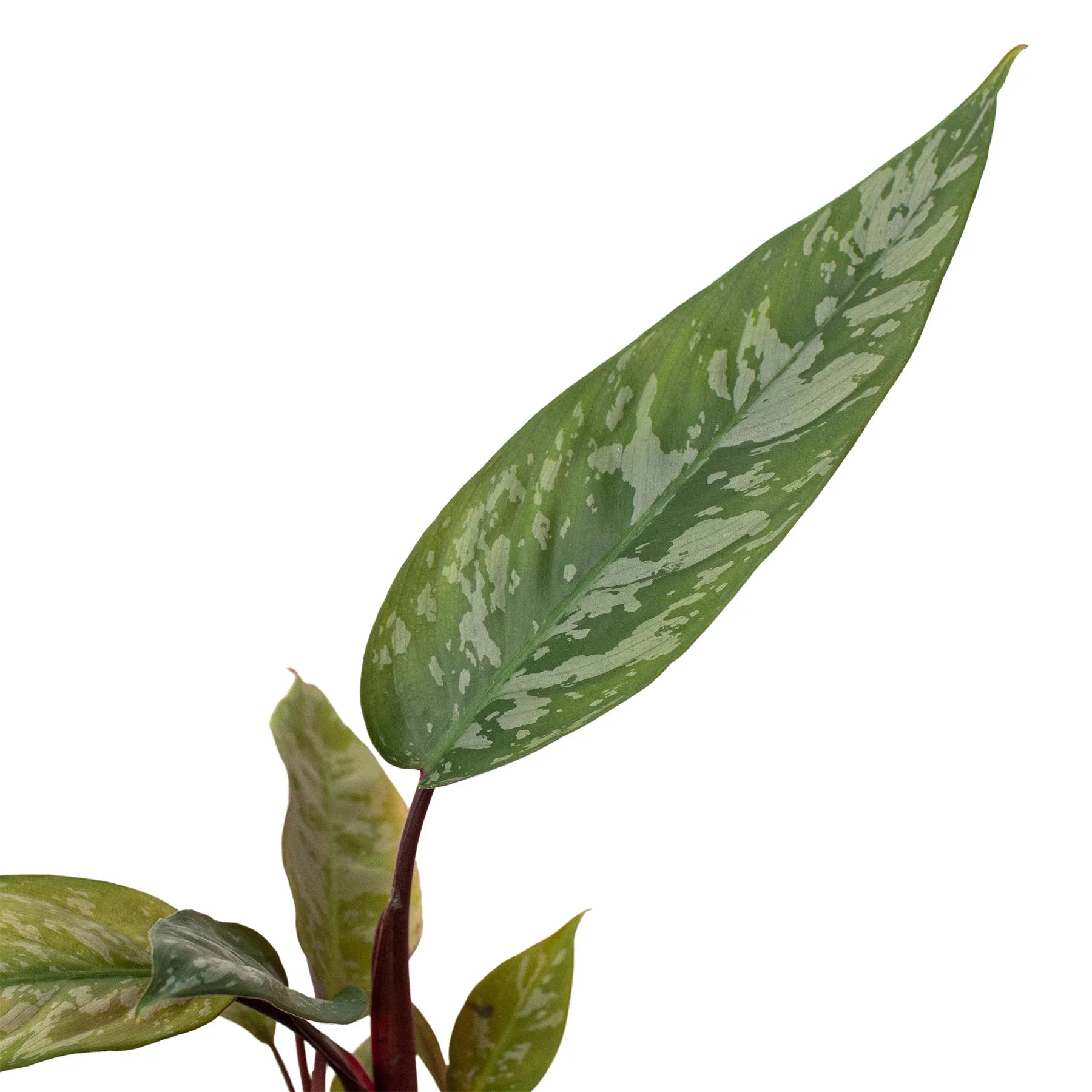Alocasia lauterbachiana AKA Purple Sword Plant leaves