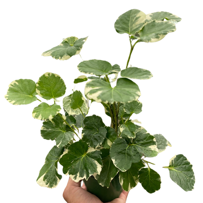 Aralia Balfouriana