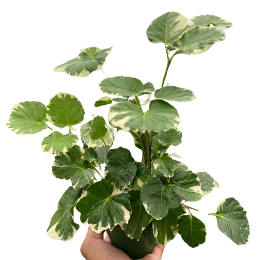 Aralia Balfouriana
