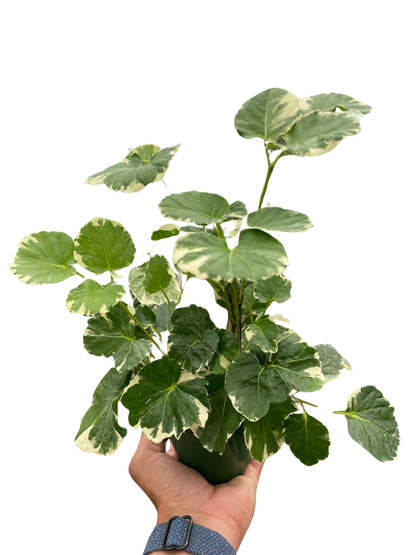 Beautiful varietgated Aralia plant