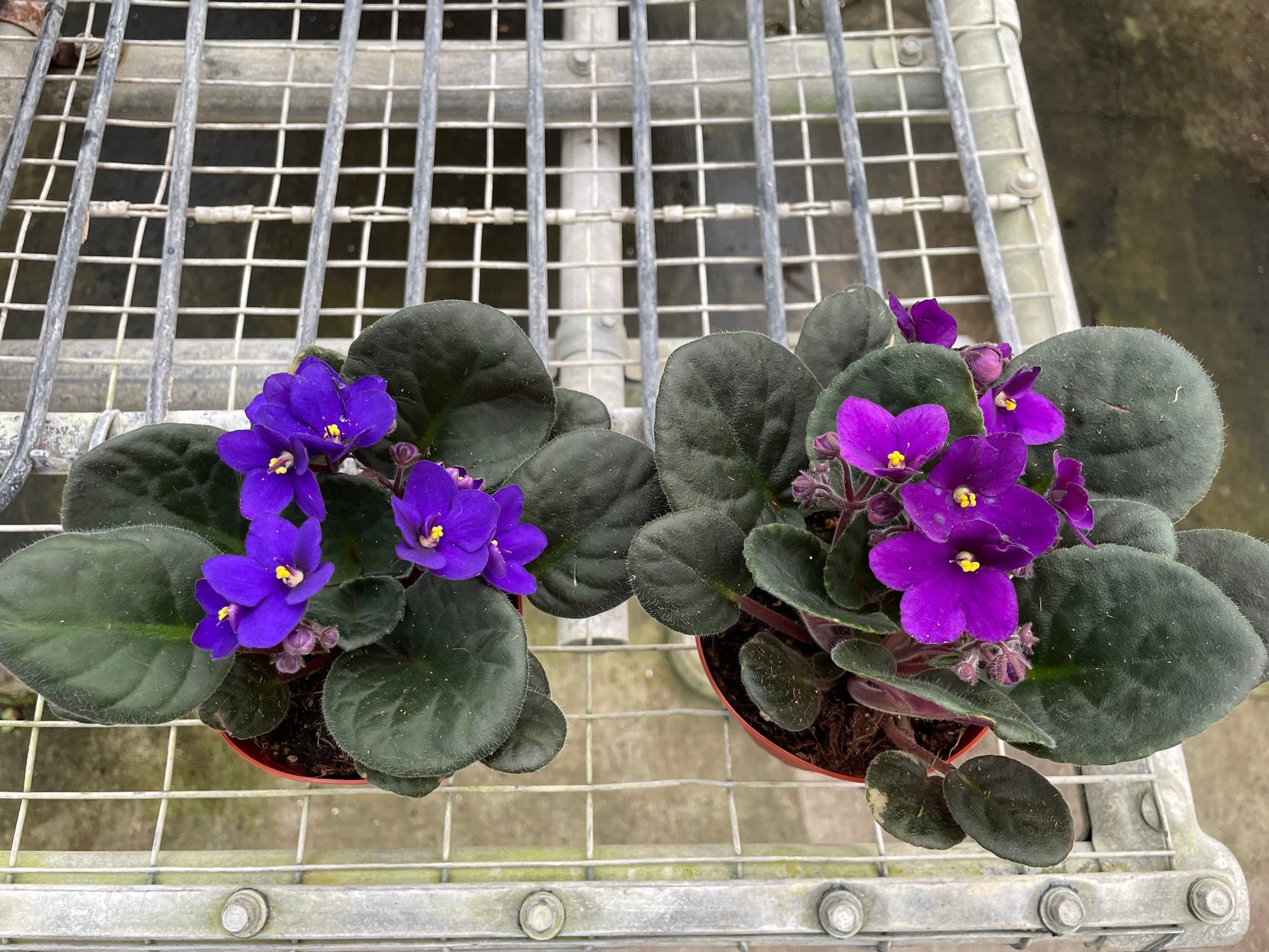 Blue and Pink African Violet