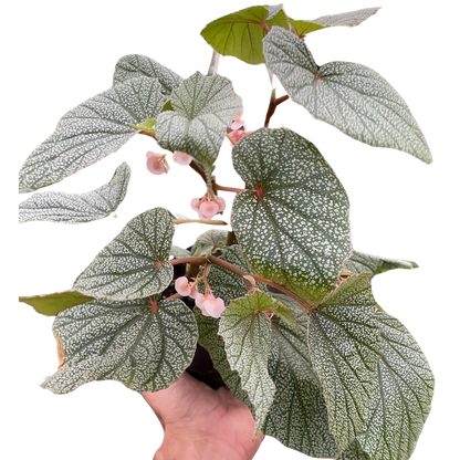Begonia Frosty Plant