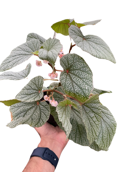 Begonia don Miller Plant
