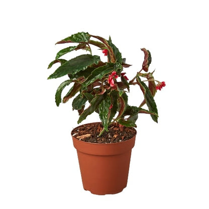 Begonia Miss Milly