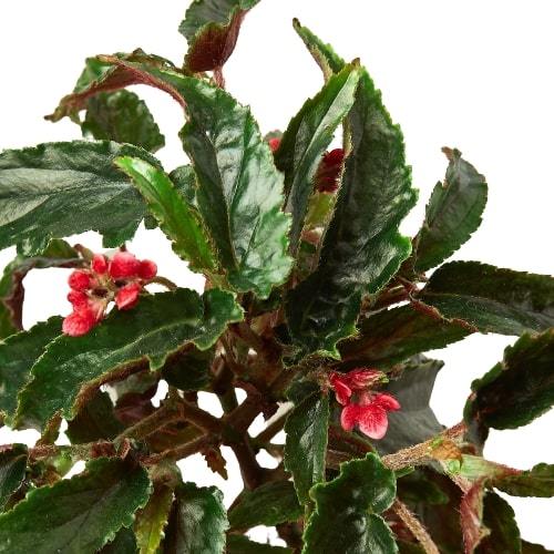 Begonia Miss Milly