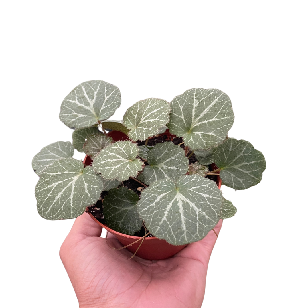 Begonia 'Strawberry'