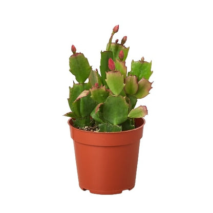 Zygocactus Thanksgiving Cactus