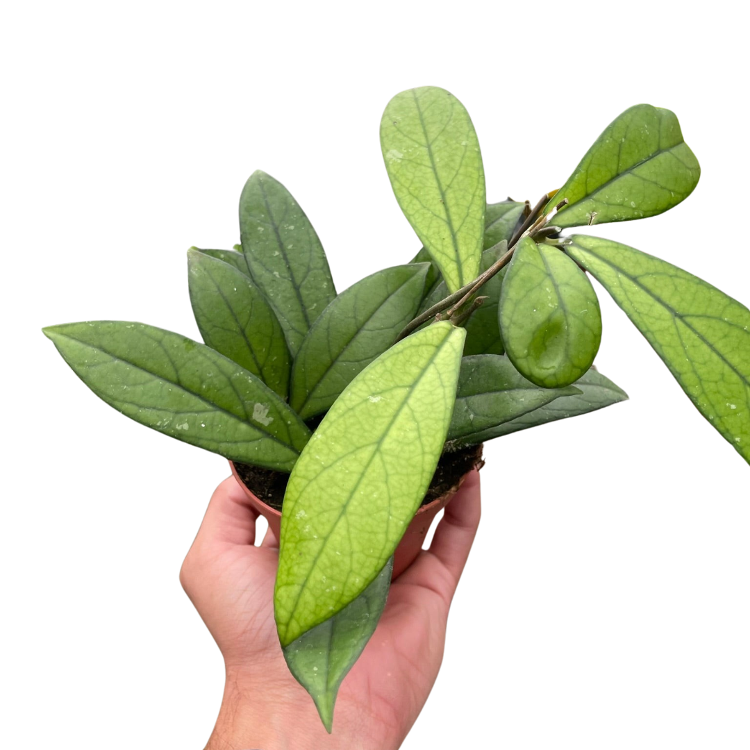 Hoya 'Crassipetiolata'