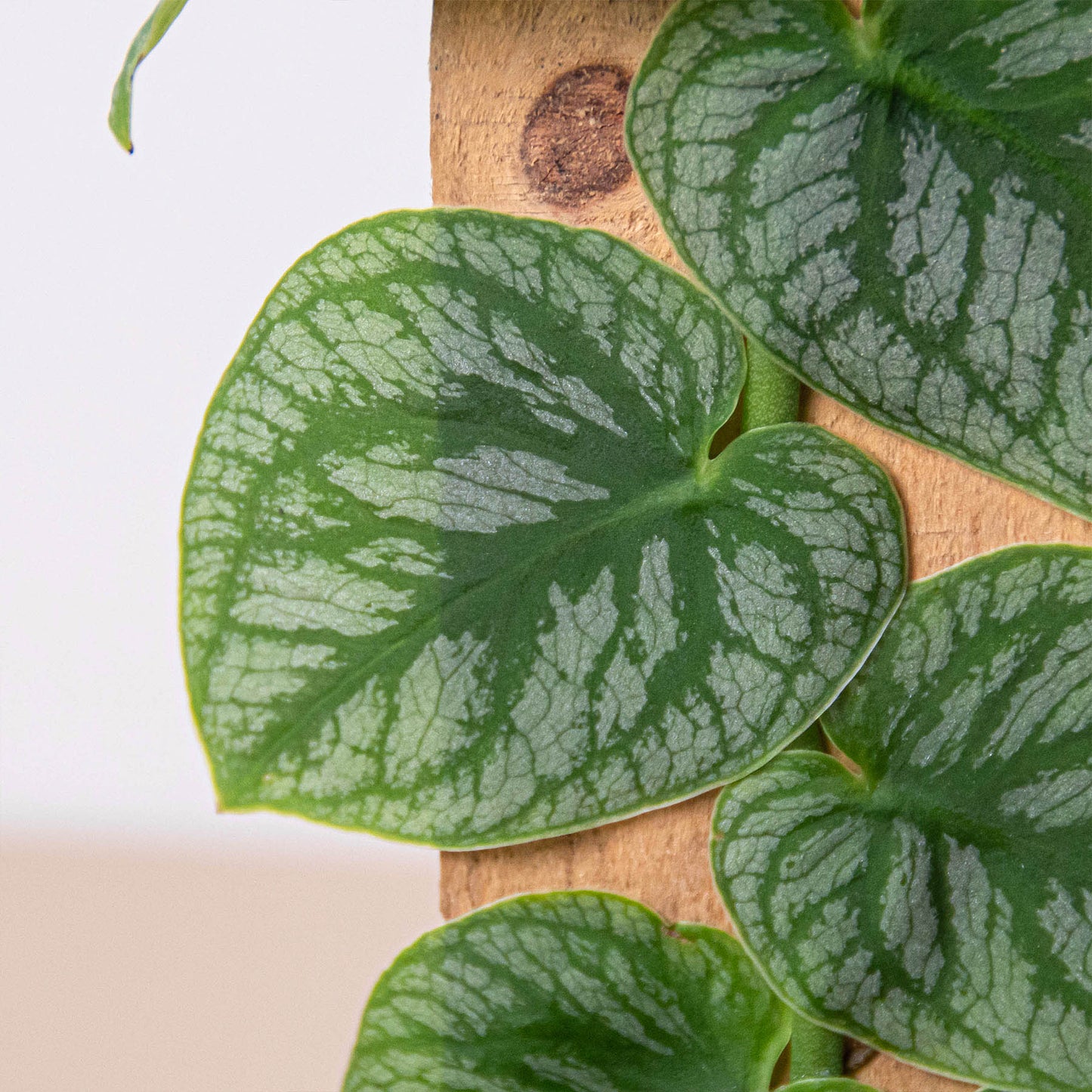 Shingle Plant Leaves