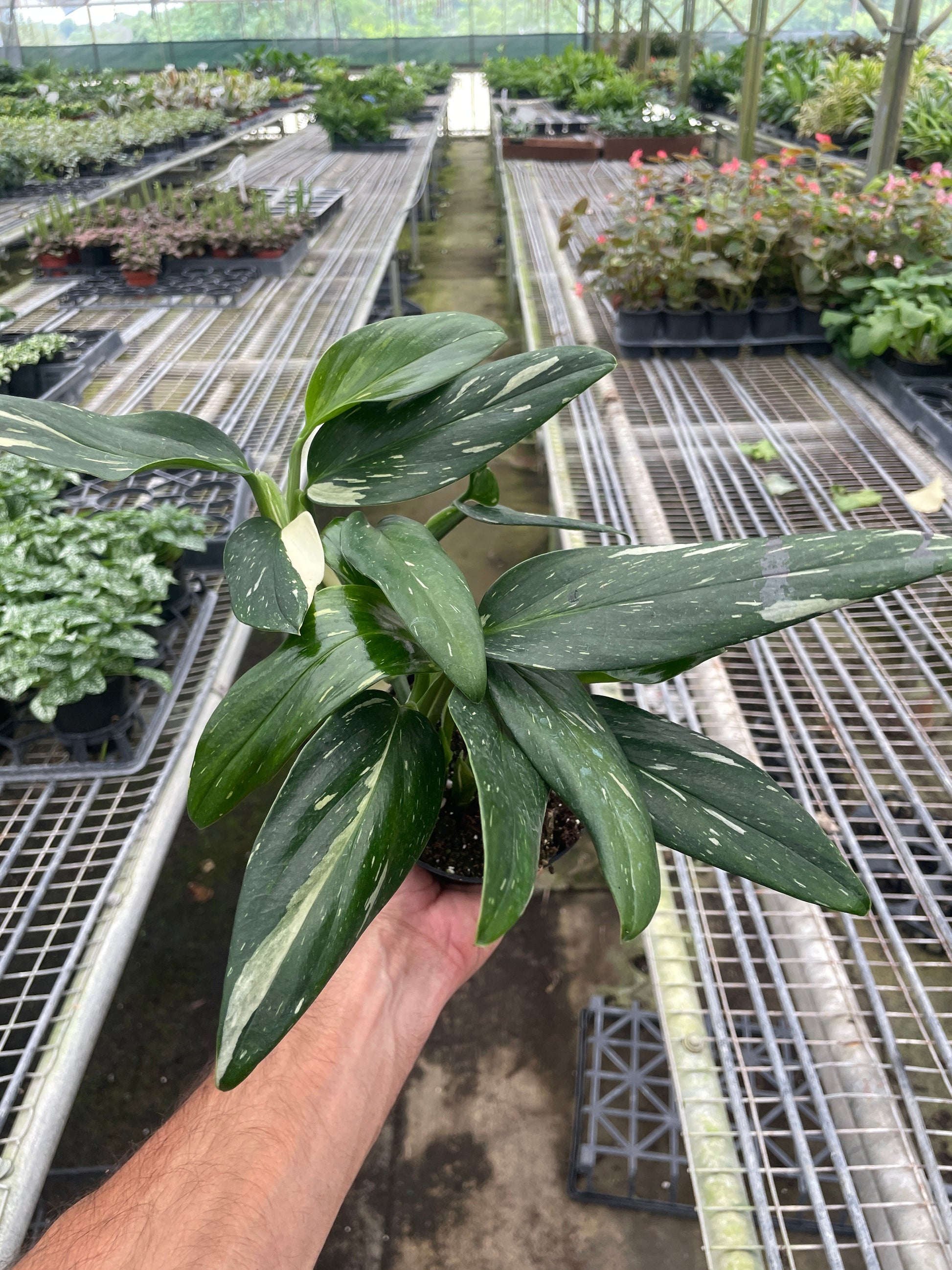 rare albo dark black monstera deliciosa Monstera 'Standeleyana Albo Variegated' 6" Pot