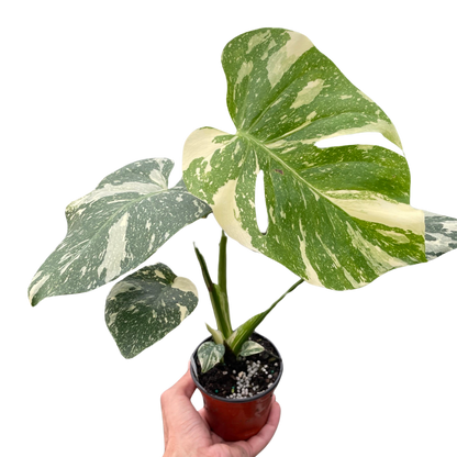 Monstera Thai Constellation in 4" Pot