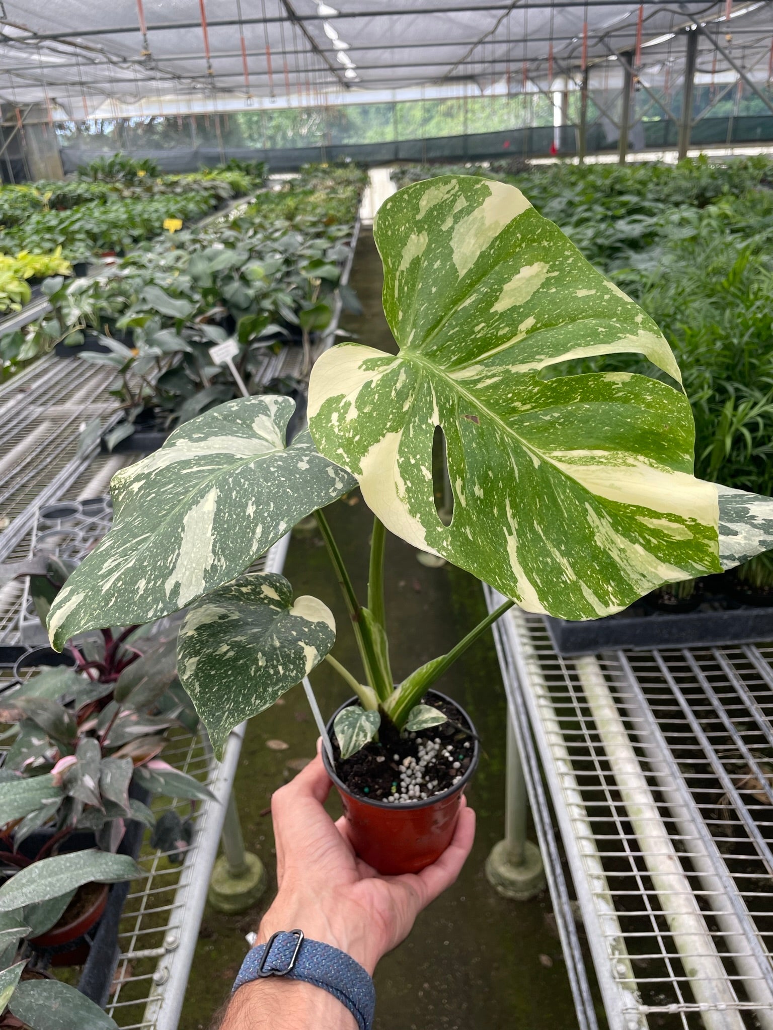 thai constellation monstera temperature Monstera Thai Constellation: Rare Plant with Celestial Vibes