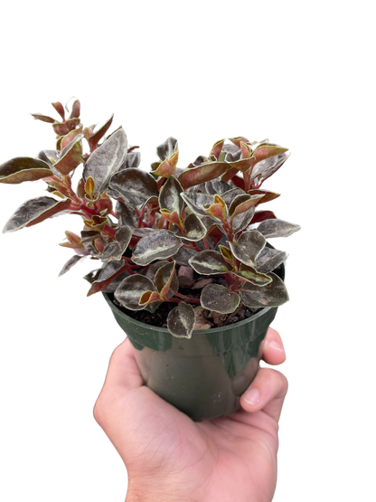 Peperomia 'Metallica'