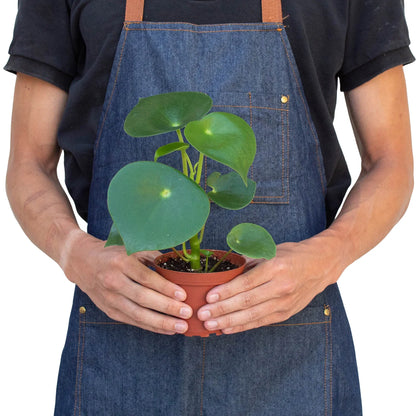 Peperomia 'Raindrop' - 4" Pot