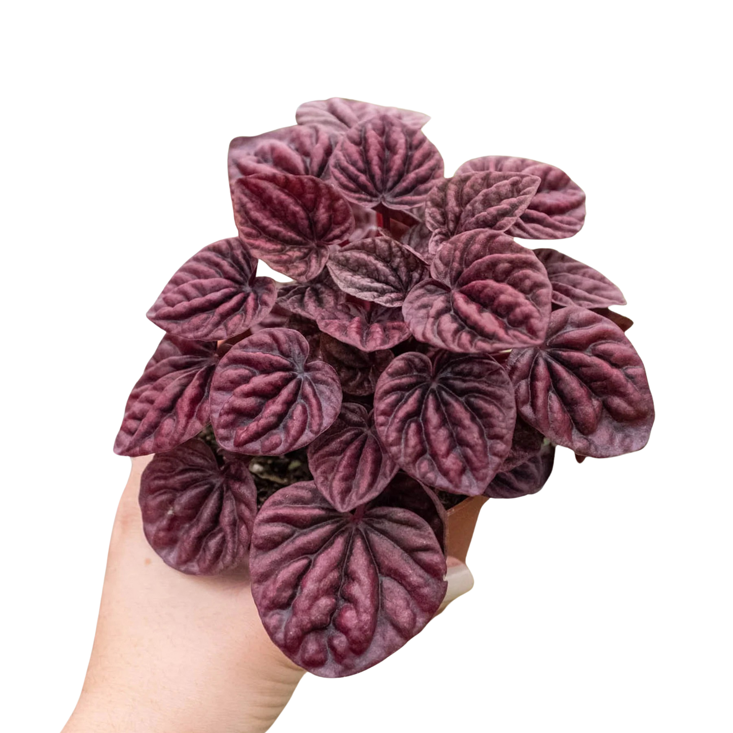 Peperomia Ripple Red (Radiator Plant) 