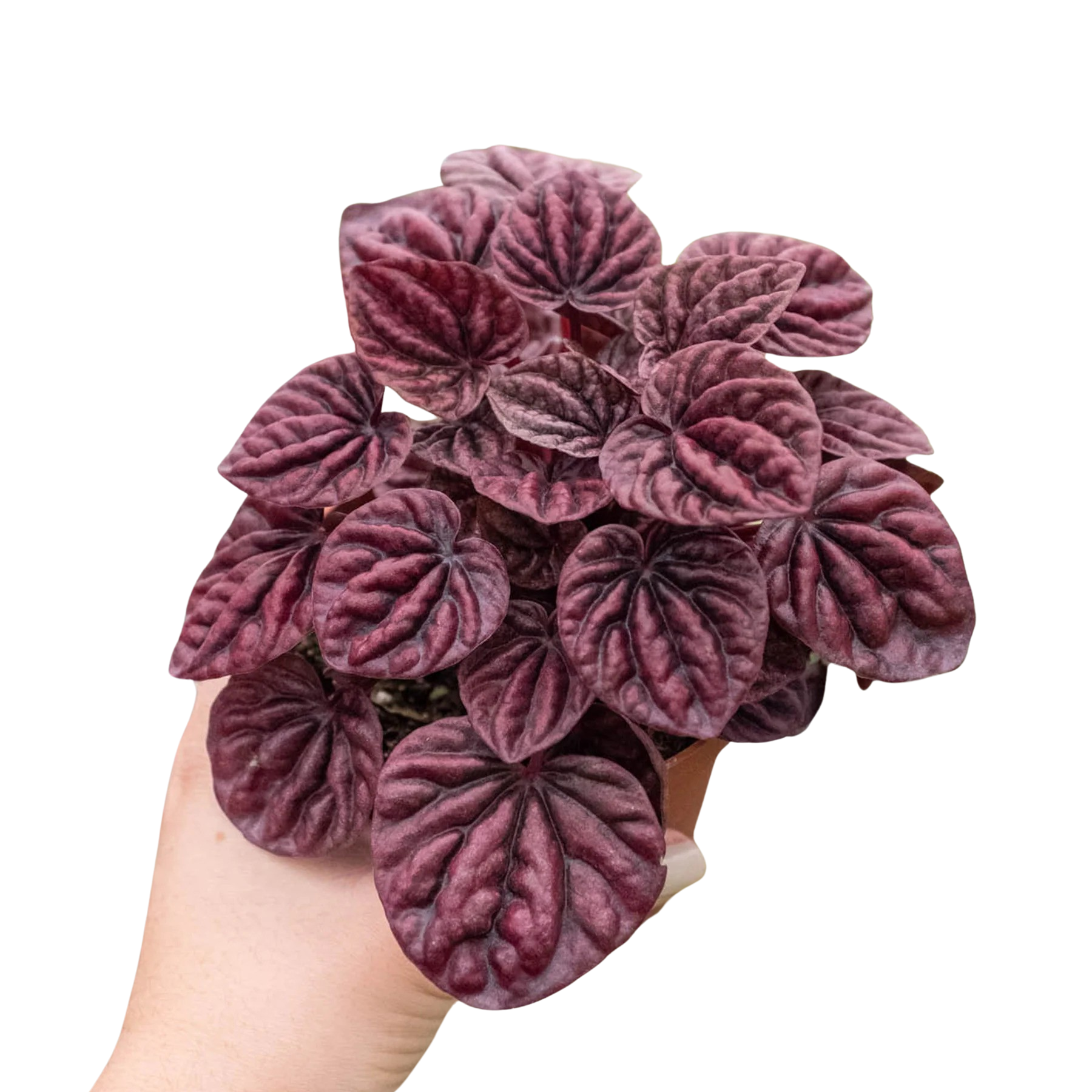 Peperomia Ripple Red (Radiator Plant) 