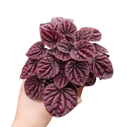 Peperomia Ripple Red (Radiator Plant) 