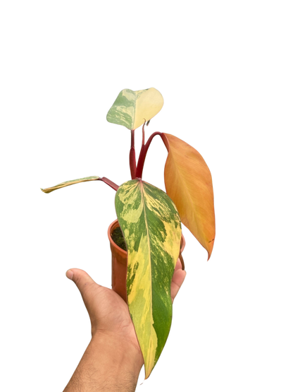 Philodendron 'Strawberry Shake'