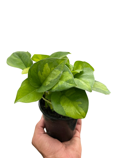 Pothos 'Global Green'