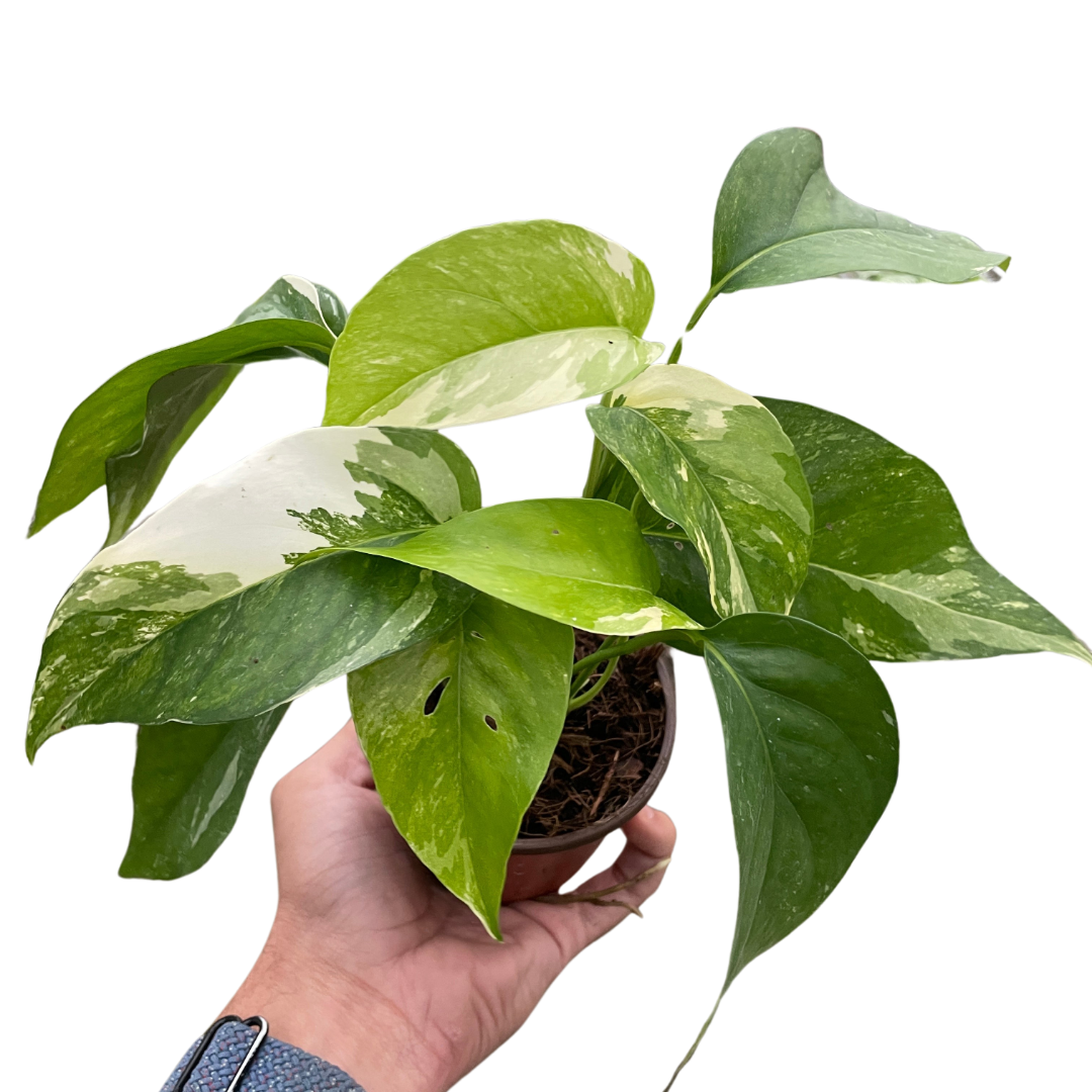 Pothos Albo Variegata