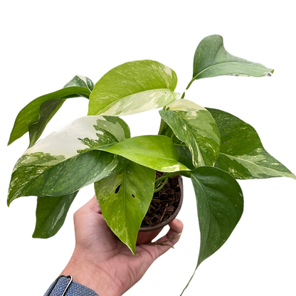 Pothos Albo Variegata