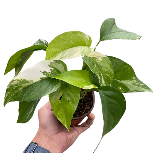 Pothos Albo Variegata