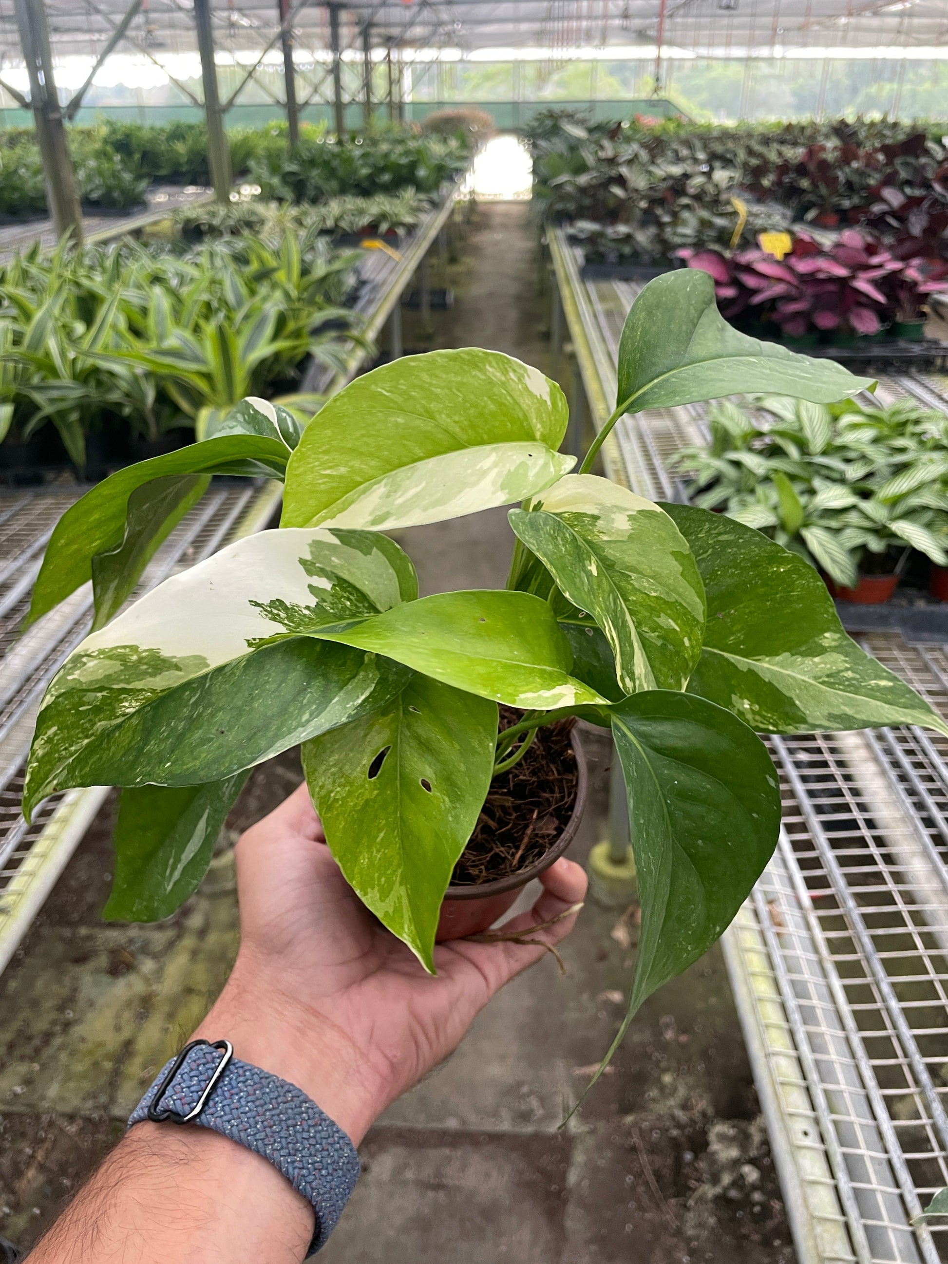 Pothos Albo Variegata 4"