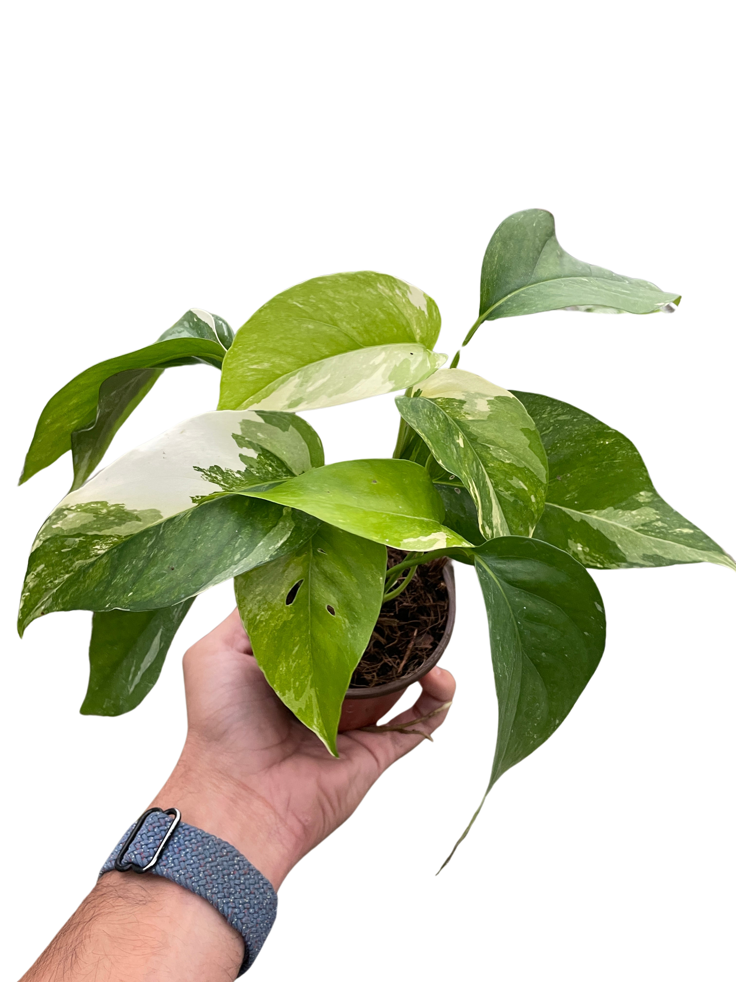 Albo Variegated Pothos