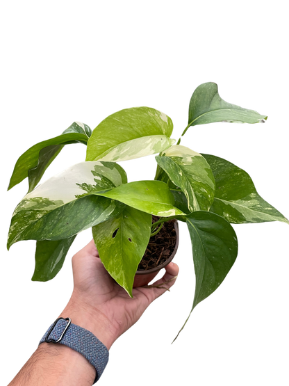 Albo Variegated Pothos