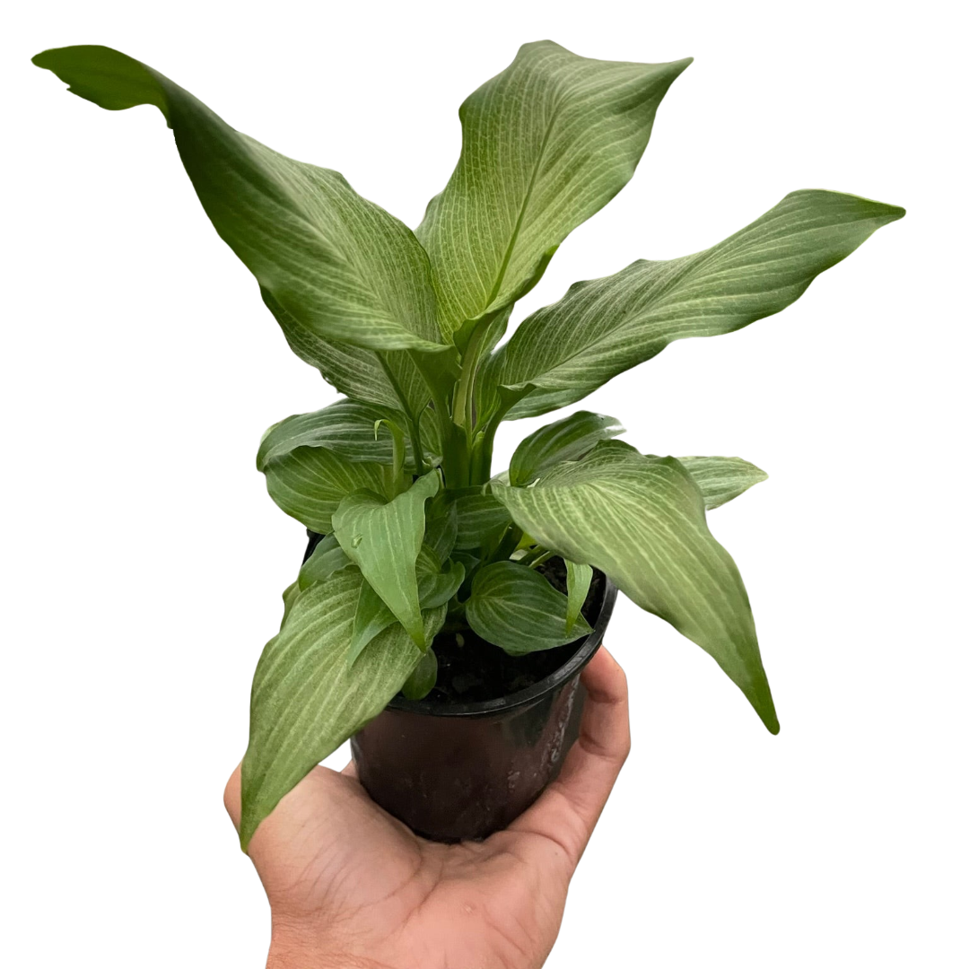 Spathiphyllum Platinum Mist