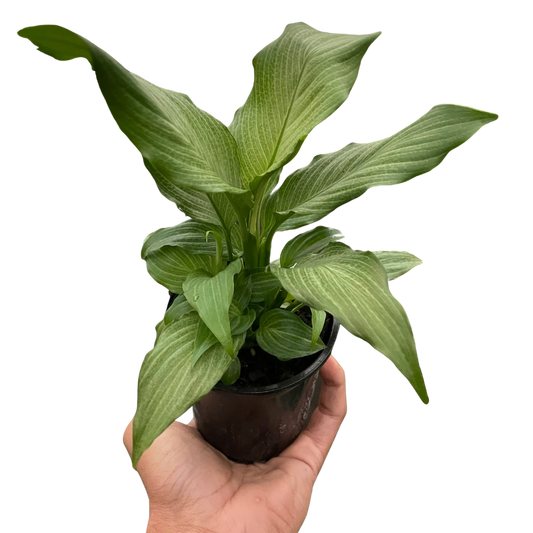 Spathiphyllum Platinum Mist