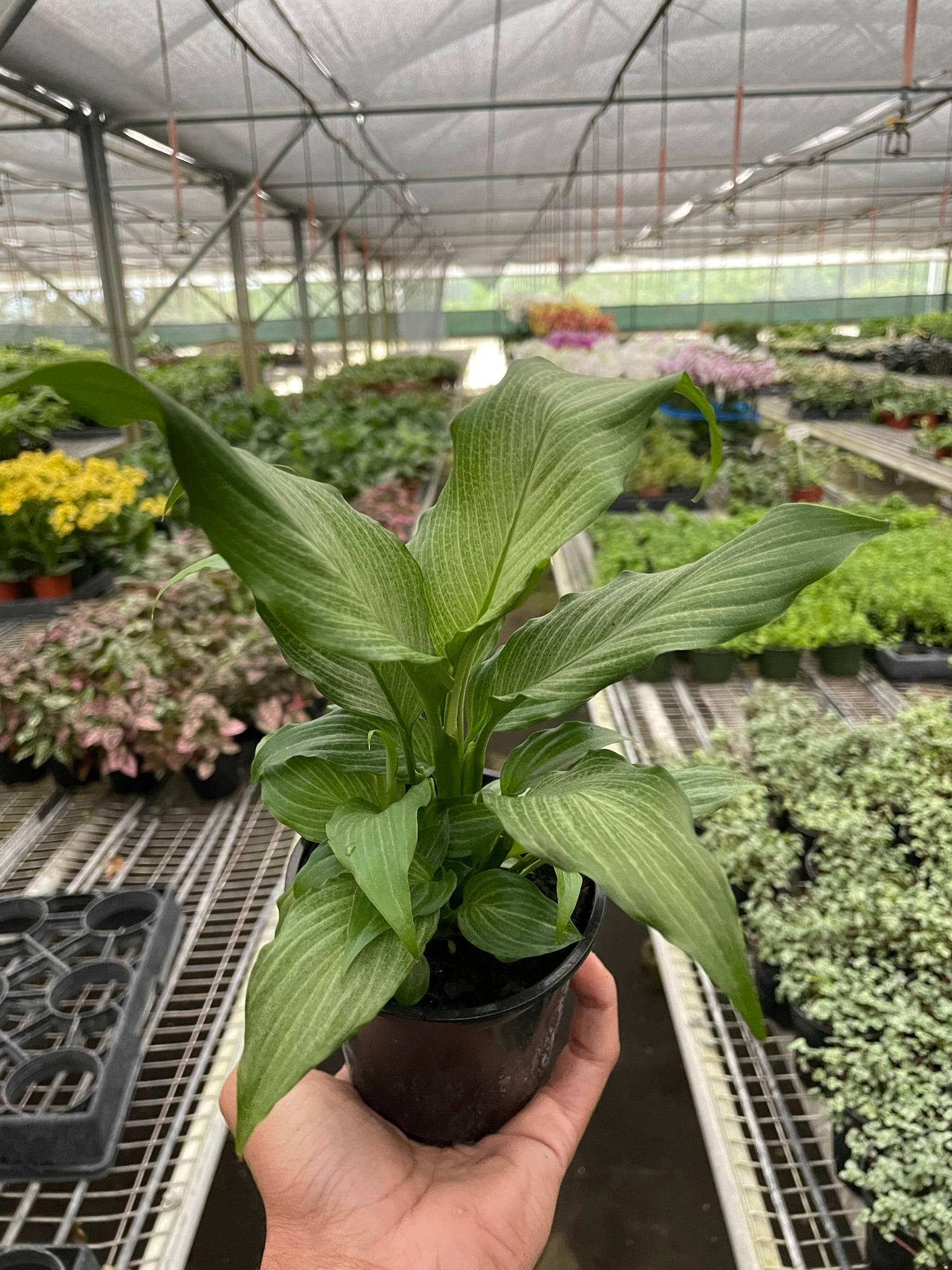 Spathiphyllum Platinum Mist 4"