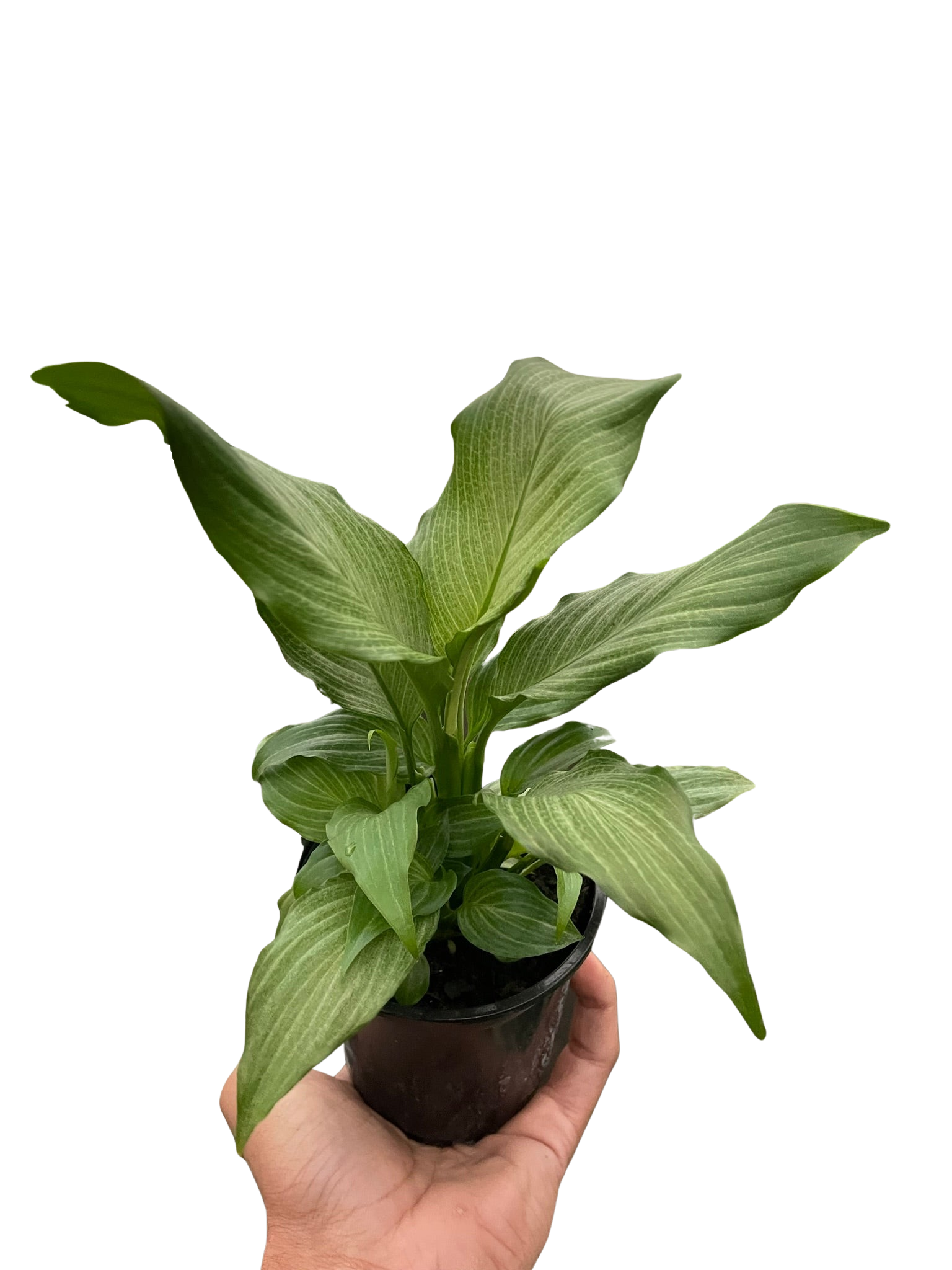 Peace Lily Platinum Mist